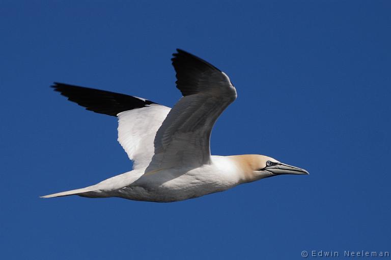 ENE-20090430-0170.jpg - [nl] Jan-van-gent ( Morus bassanus ) | Lofoten, Noorwegen[en] Northern Gannet ( Morus bassanus ) | Lofoten, Norway